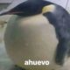 El Cochiloco